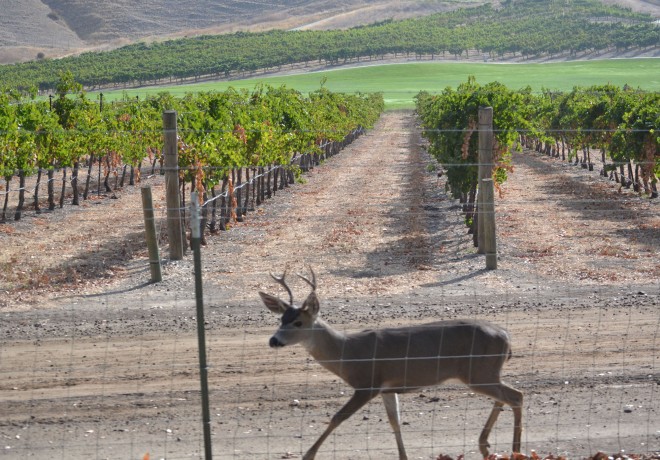 This young buck was observed along a deer-proof fence, but on the vineyard side.